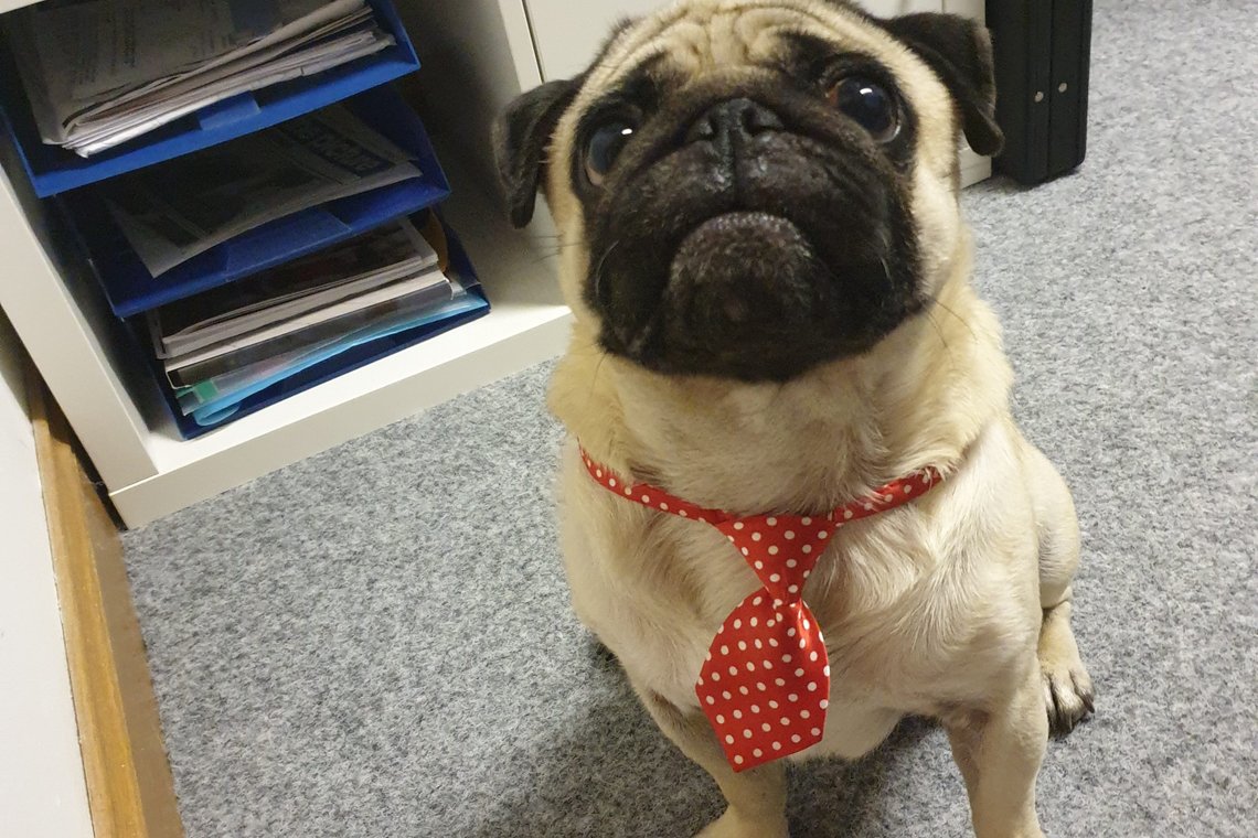 It's our favourite day of the year...  BRING YOUR DOG TO WORK DAY.