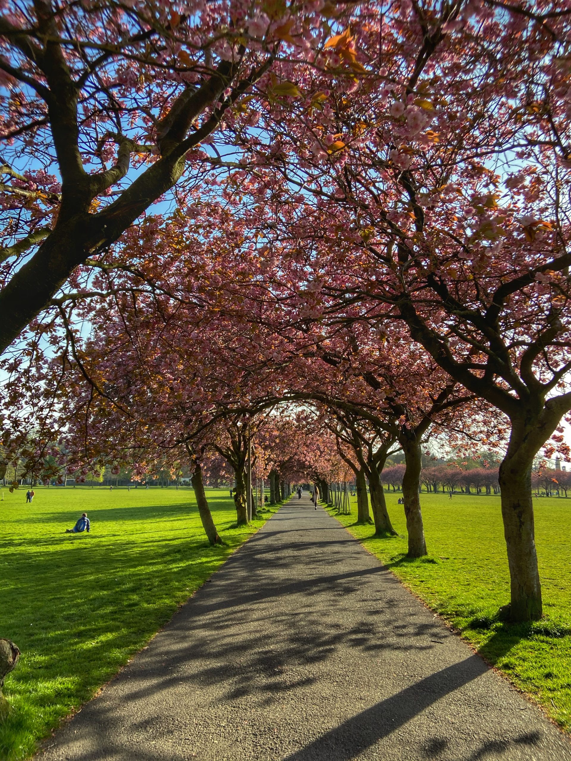 The Best Places To See Cherry Blossom in Edinburgh Dickins