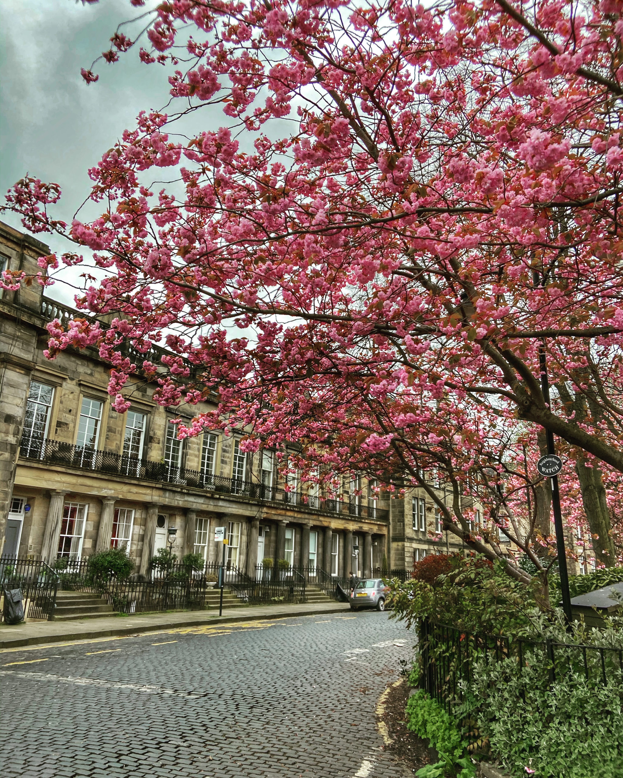 The Best Places To See Cherry Blossom in Edinburgh Dickins