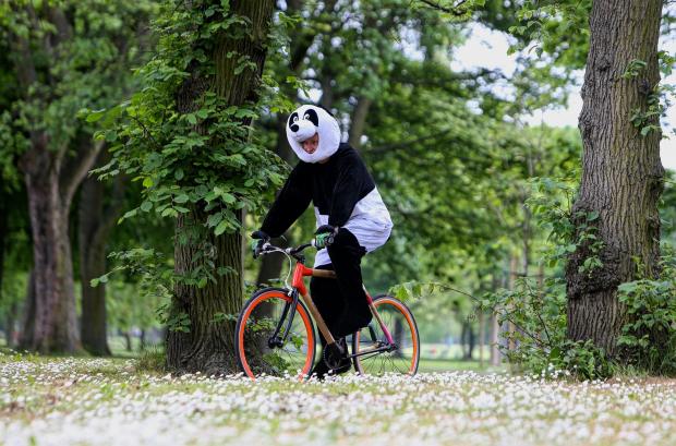 cycling panda