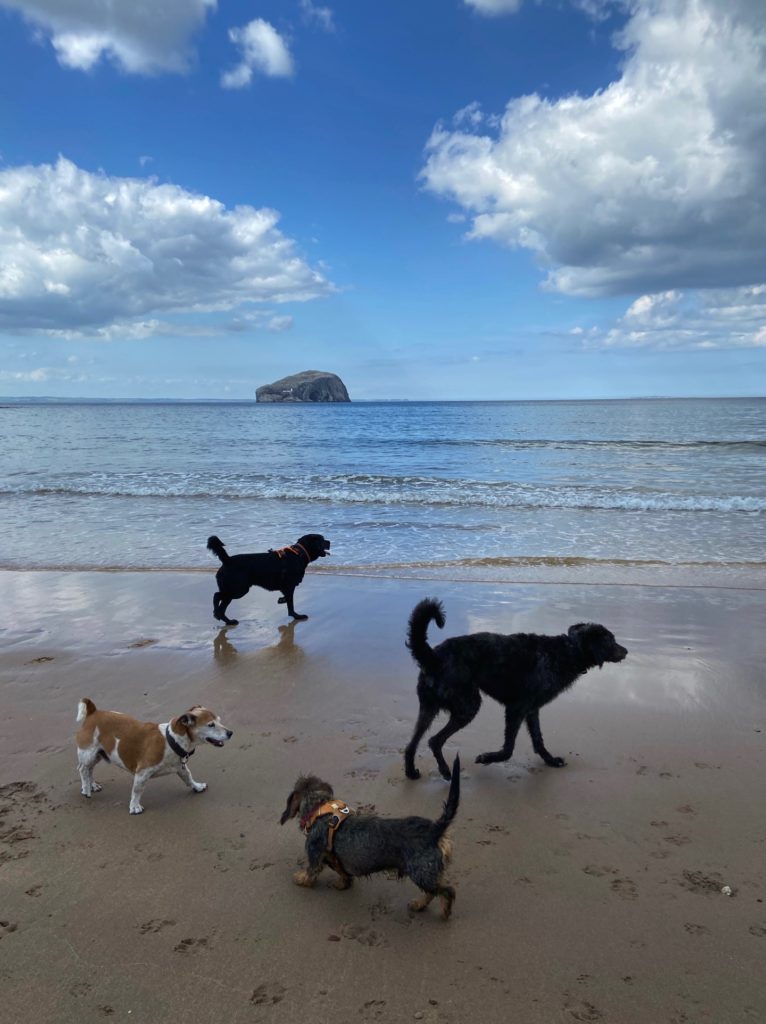 Edinburgh's Best Dog Friendly Apartments Dickins